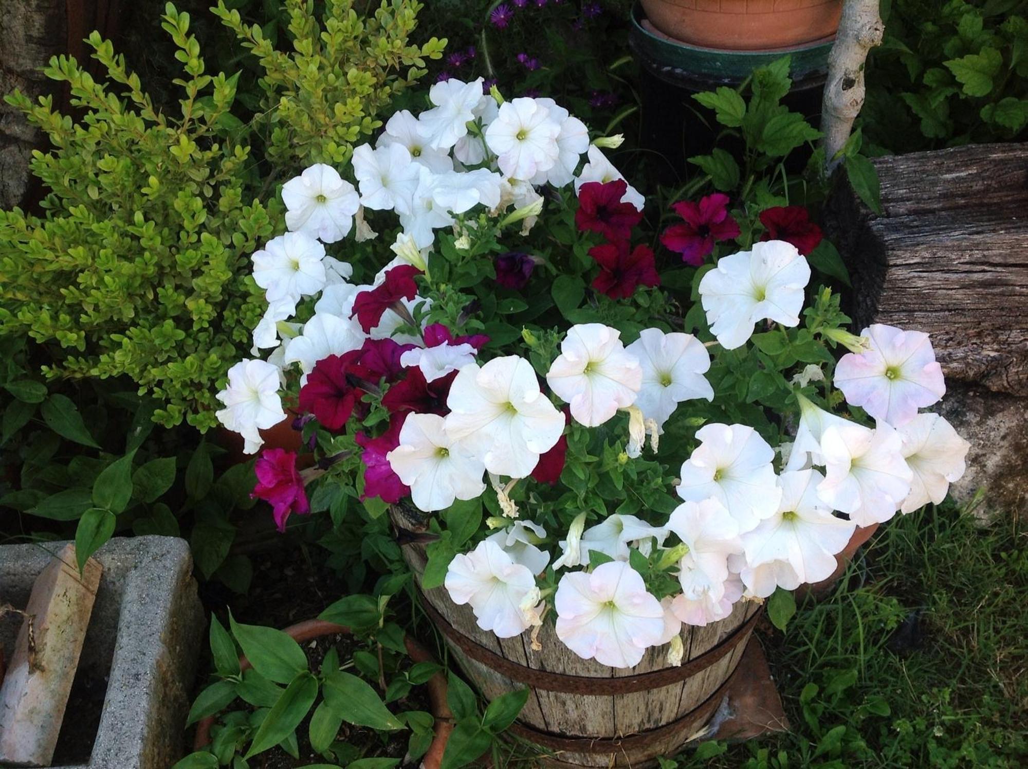 Farm stay La Collina